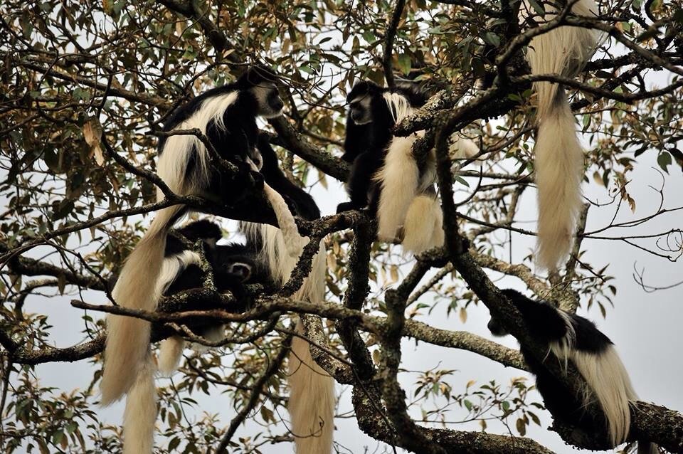 Wildlife Safari