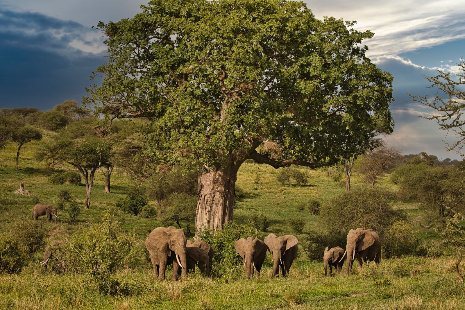 Tarangire National Park