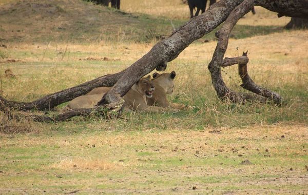 Tarangire National Park