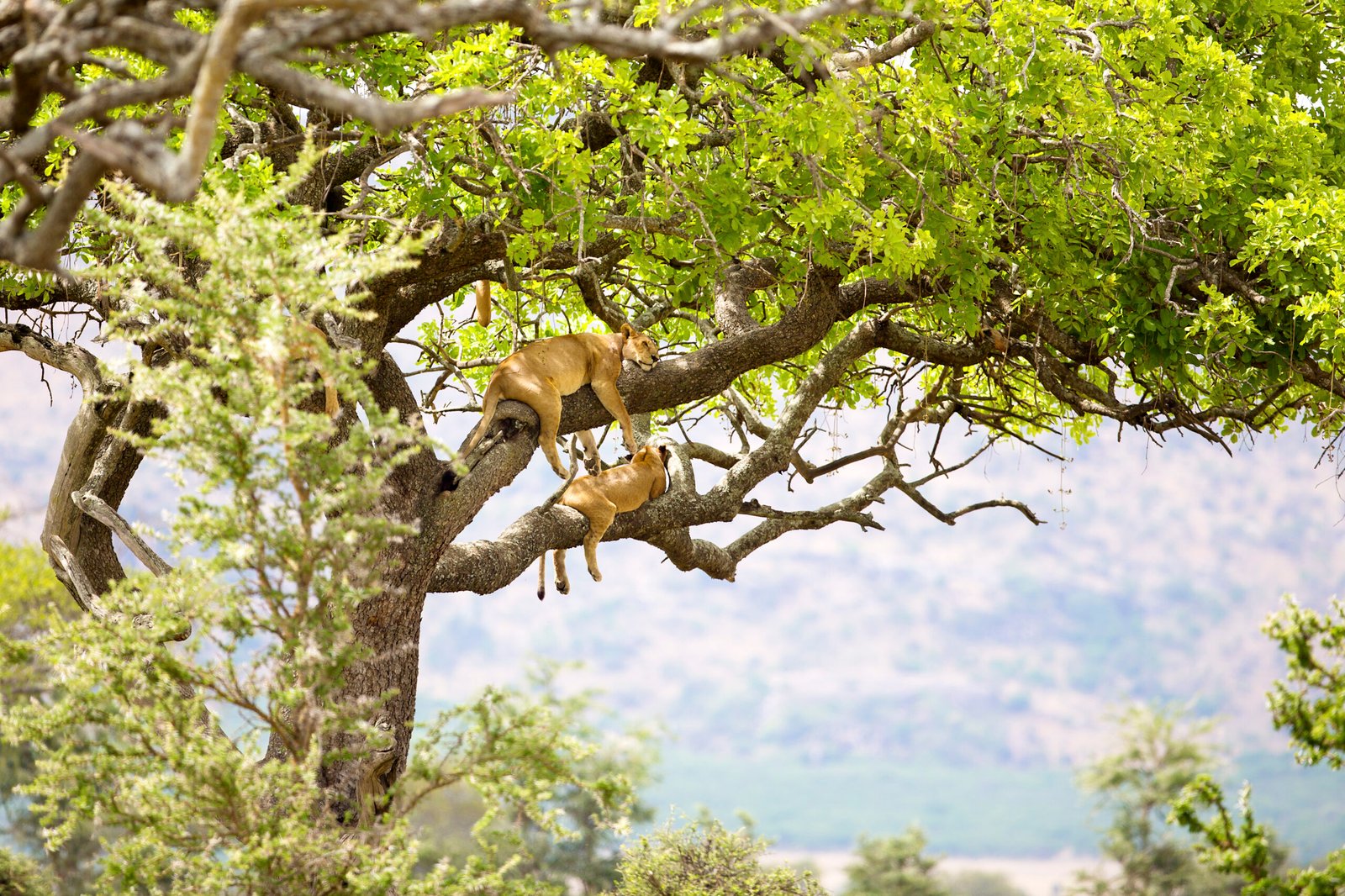 Lake Manyara