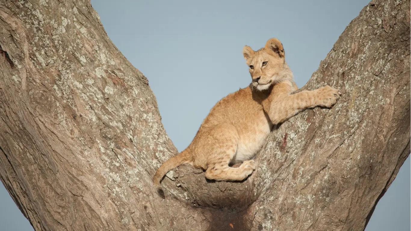 Ngorongoro Crater