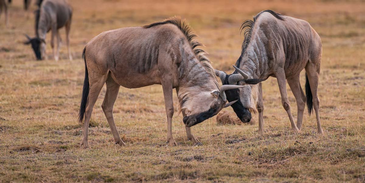Serengeti Safari